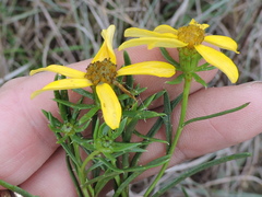 Dysodiopsis tagetoides