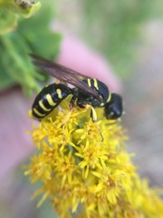 Ectemnius decemmaculatus