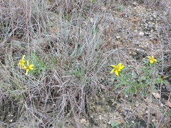Dysodiopsis tagetoides