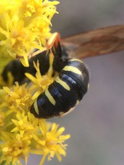 Ectemnius decemmaculatus