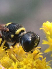 Ectemnius decemmaculatus