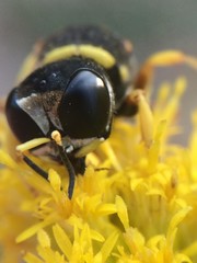 Ectemnius decemmaculatus