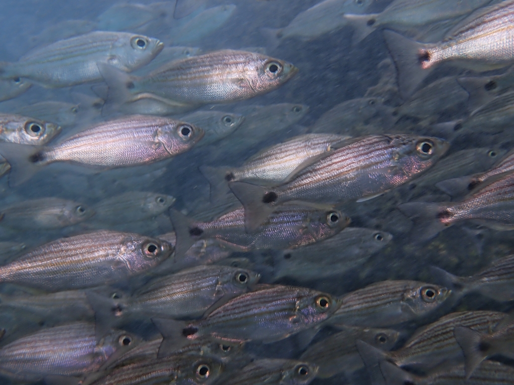 Longfin Salema