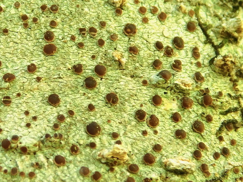 Megalospora pachycheila