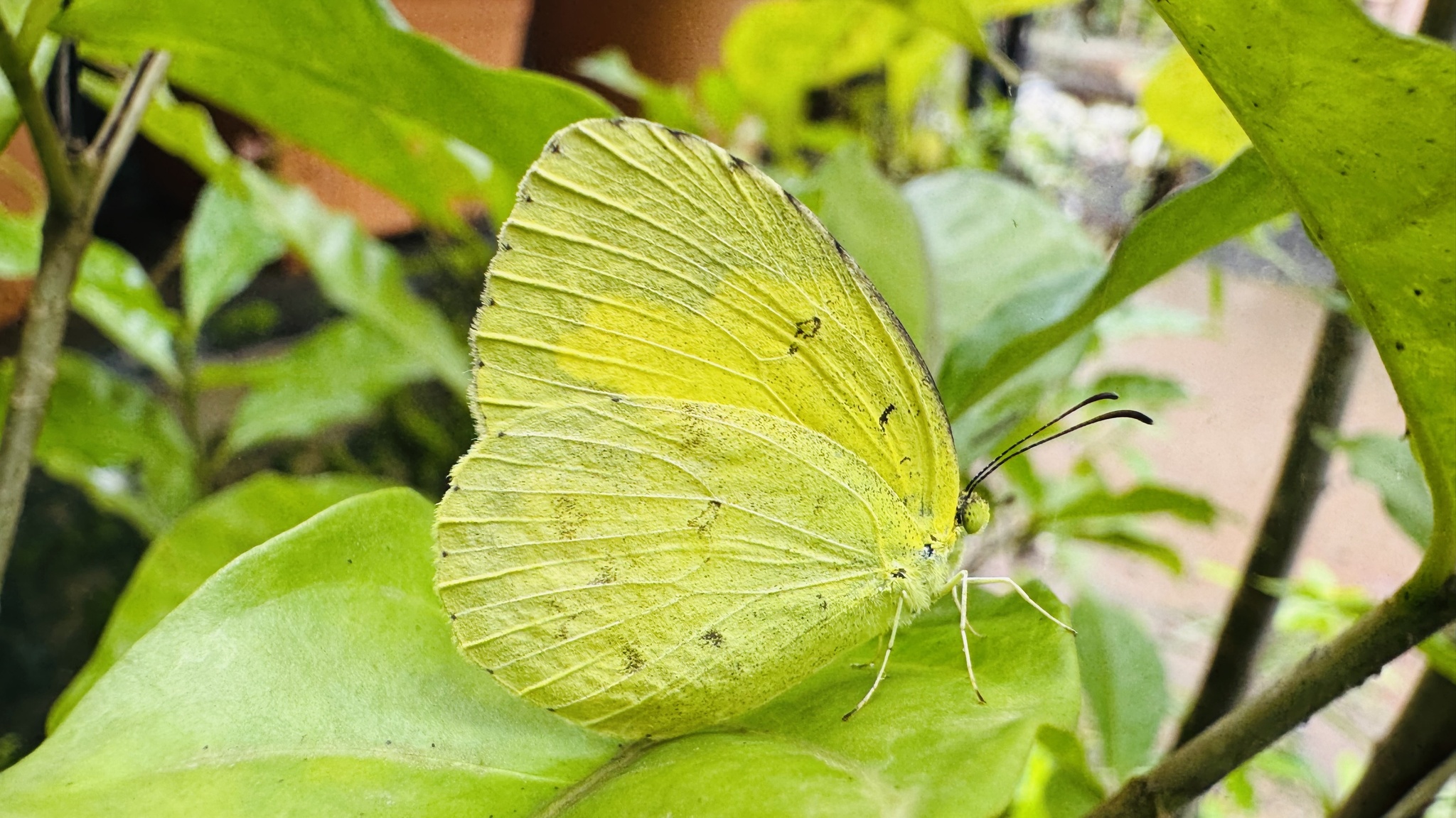 Common Grass Yellow