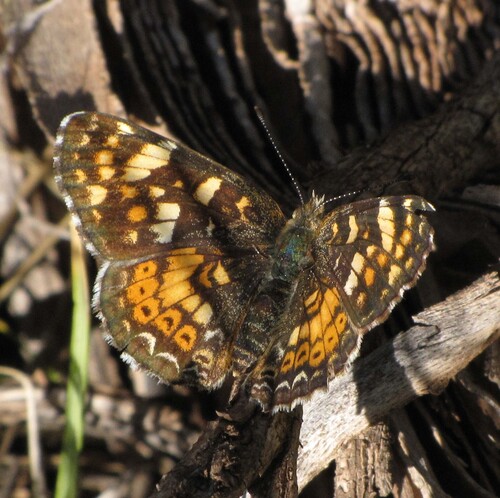 Phyciodes campestris camillus