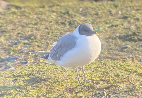Gaviota de Sabine (Xema sabini)