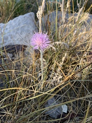 Cirsium mohavense