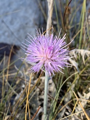 Cirsium mohavense