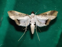 Maruca amboinalis