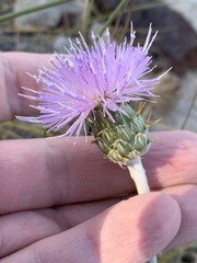 Cirsium mohavense