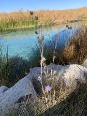 Cirsium mohavense