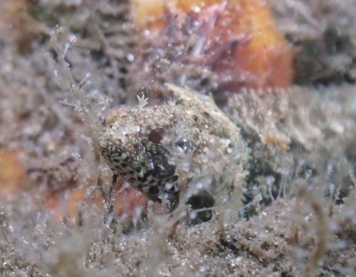 Mexican blenny (Paraclinus mexicanus) — Labrisomidae