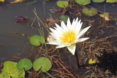 Nymphaea gracilis
