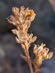 Deinandra mohavensis