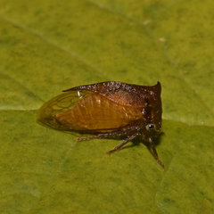 Stictocephala basalis