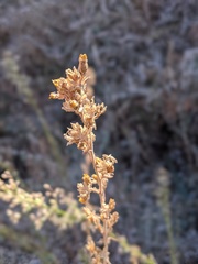 Deinandra mohavensis