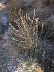 Deinandra mohavensis