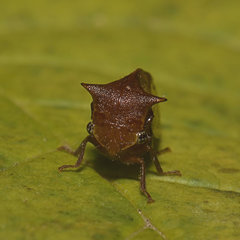 Stictocephala basalis