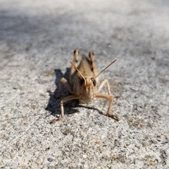 Melanoplus differentialis