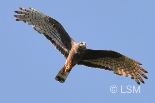 Long-winged Harrier