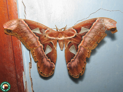 Rothschildia speculifer