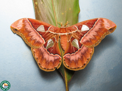 Rothschildia speculifer