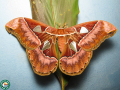 Rothschildia speculifer