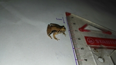 Microhyla achatina