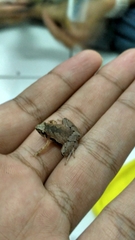 Microhyla achatina