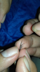 Microhyla achatina