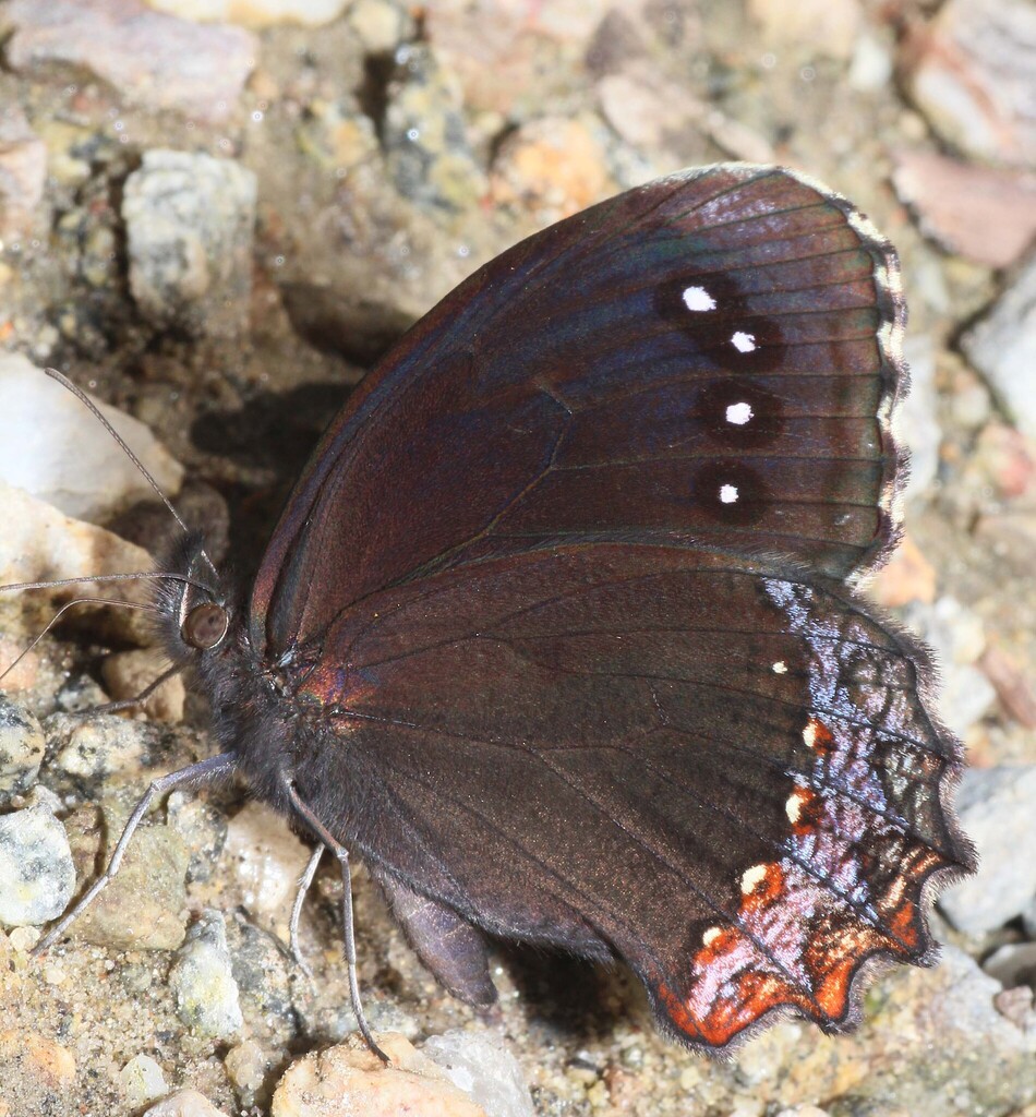 Red-bordered Satyr