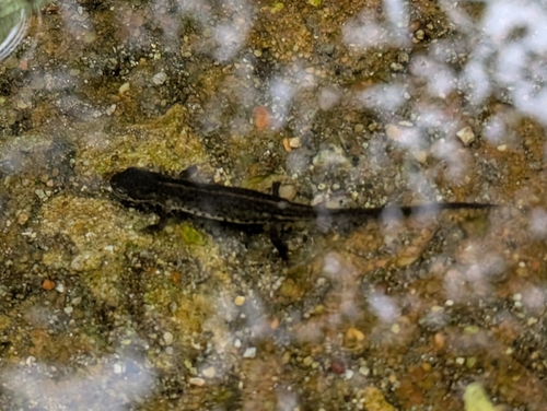 Portuguese Smooth Newt, Caldas de Monchique, 8550 Monchique, Portugal, photo 8 of 10