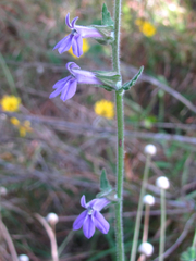 Lobelia reverchonii