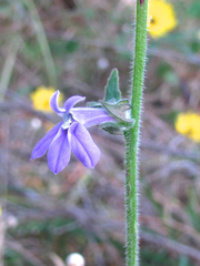 Lobelia reverchonii