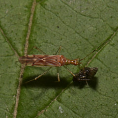 Dicyphus famelicus
