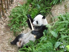 Ailuropoda melanoleuca