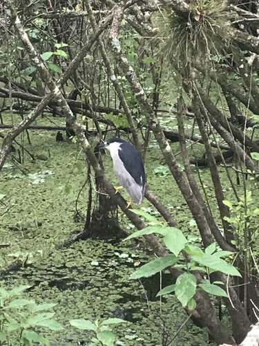 Nycticorax nycticorax image