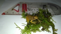 Chalcorana chalconota