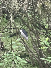 Nycticorax nycticorax image