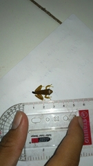 Chalcorana chalconota