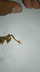 Chalcorana chalconota