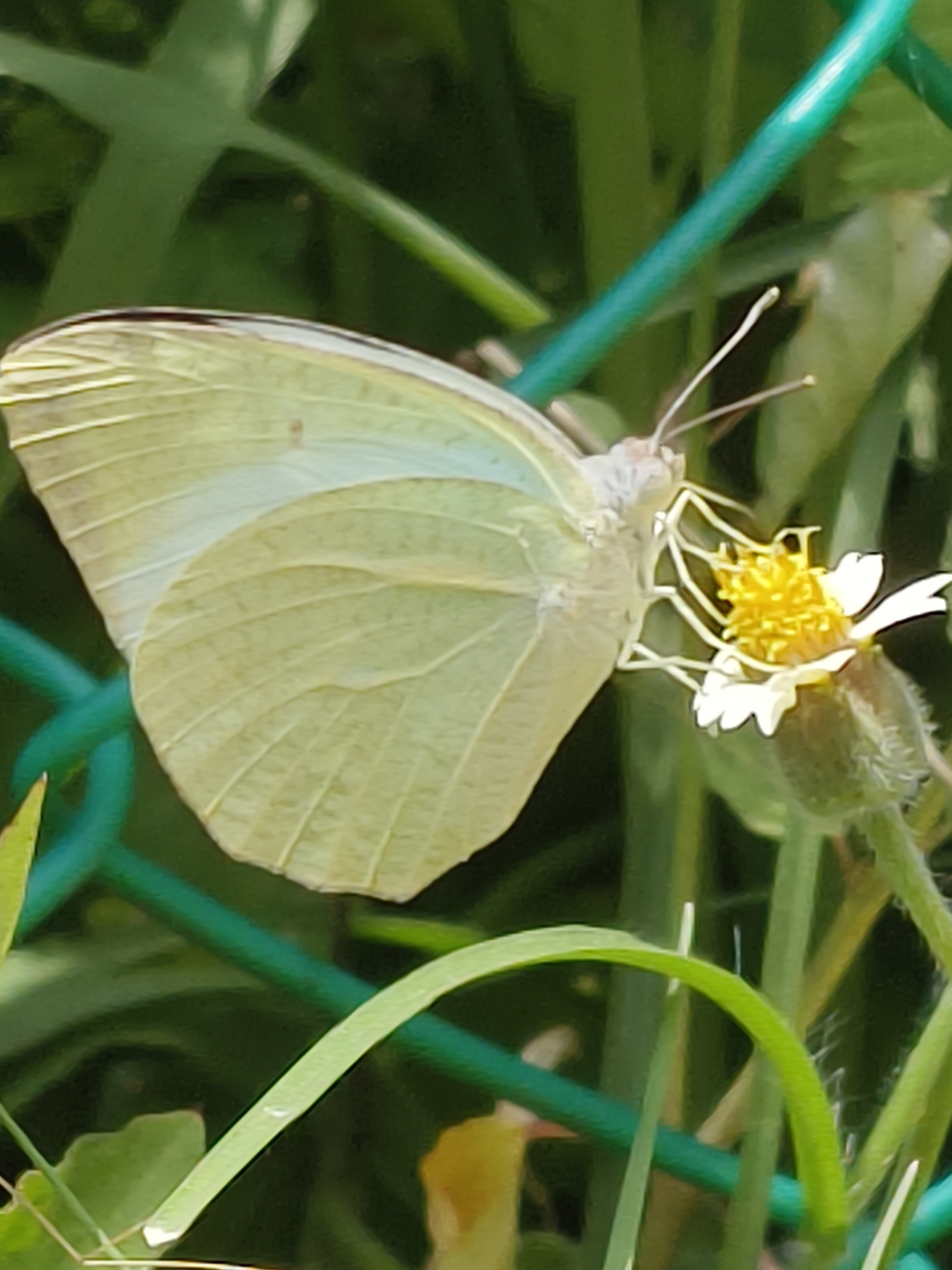 Mottled Emigrant