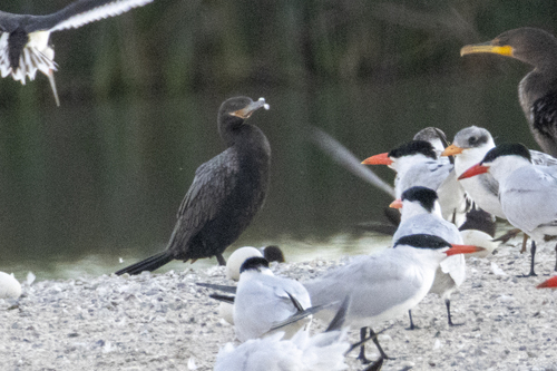 iNaturalist observation photo of Neotropic Cormorant