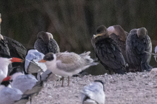 iNaturalist observation photo of Neotropic Cormorant