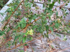 Ludwigia pilosa