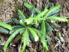 Biophytum dendroides