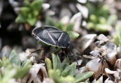Hyperbius geniculatus
