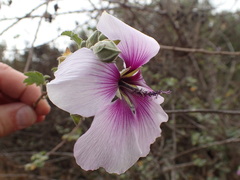 Malva subovata bicolor