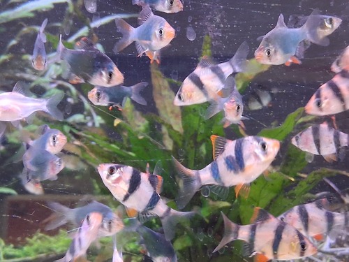 Ikan Sumatra